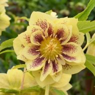 Ciemiernik wschodni Double  Yellow Spotted 2l (Helleborus) - h.orientalis_double__super_yellow_spotted__1[2].jpg